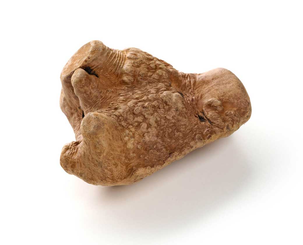 Kauwurzel