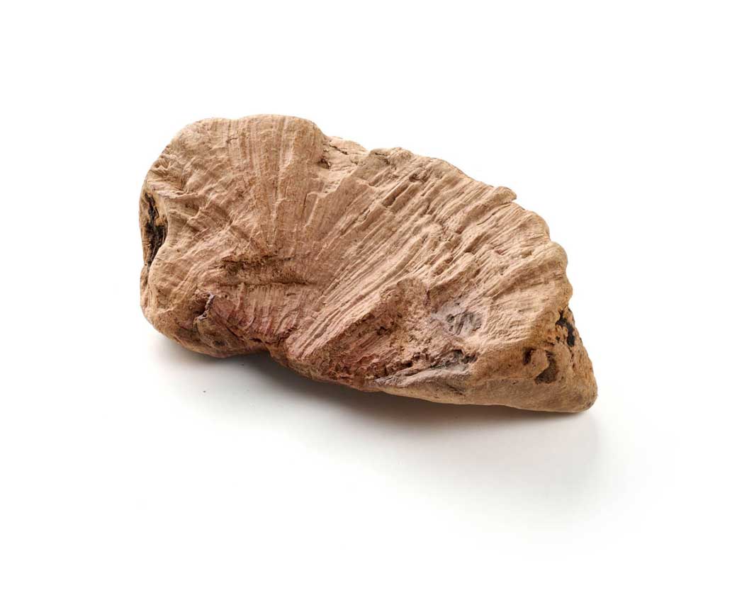 Kauwurzel