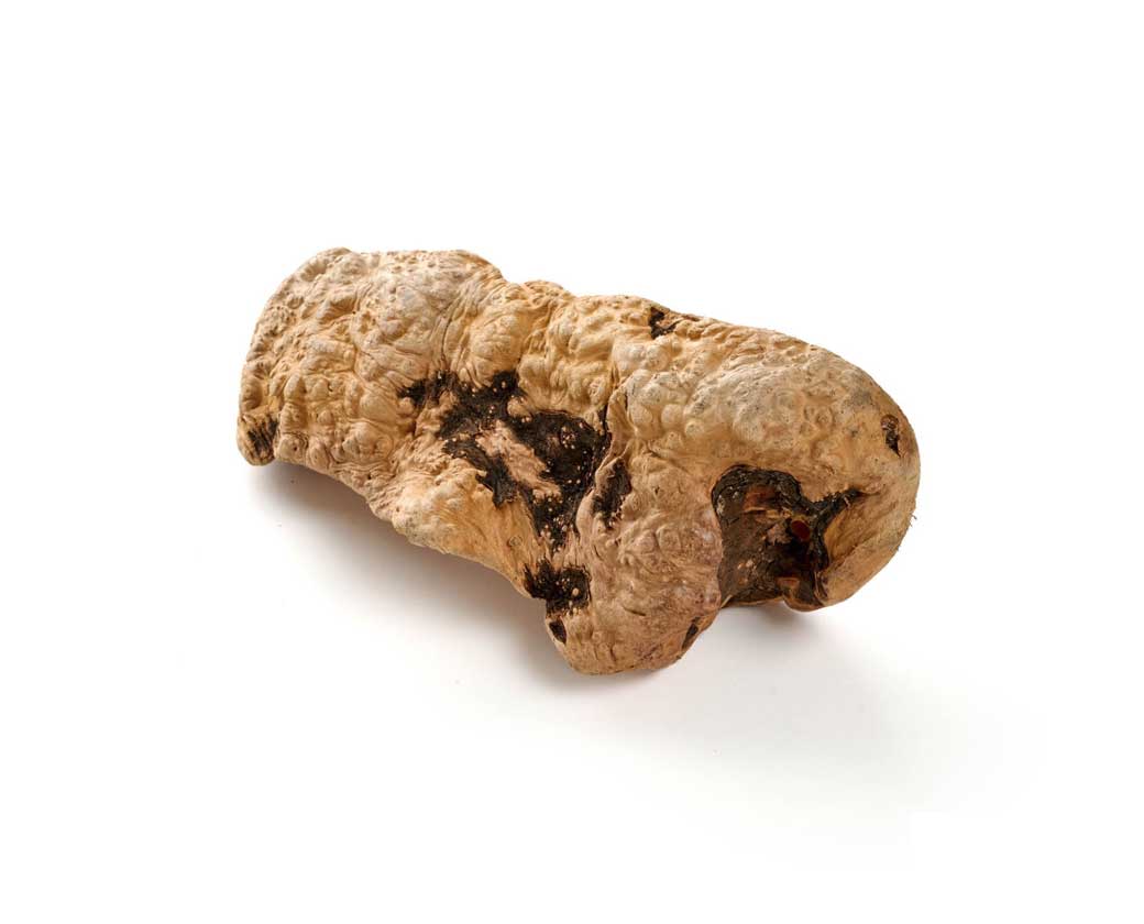 Kauwurzel