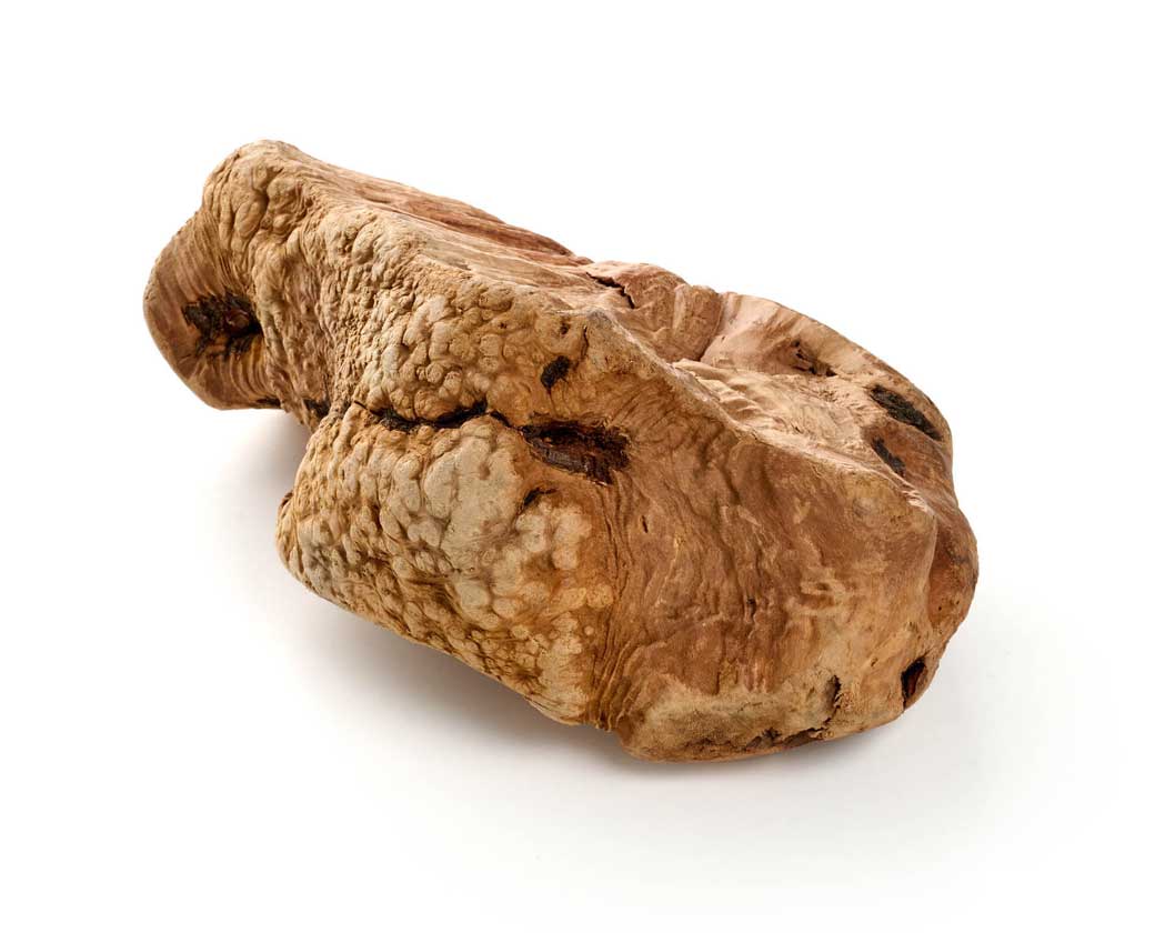 Kauwurzel