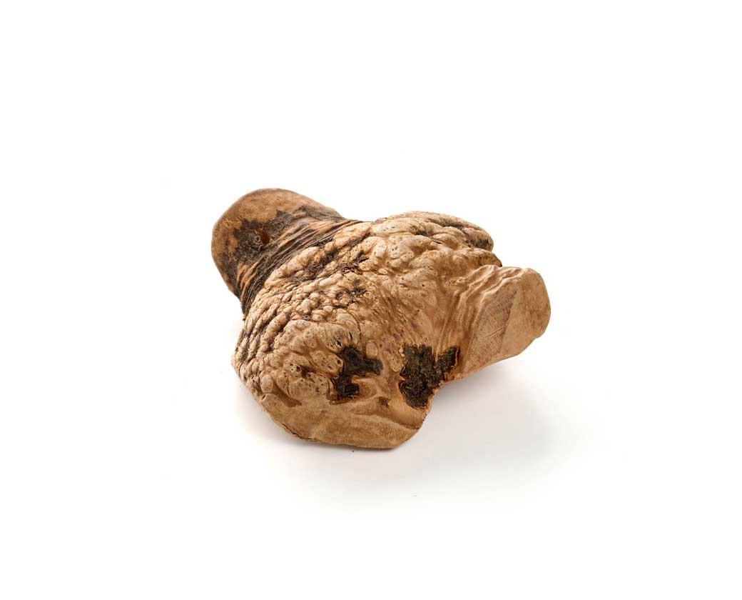 Kauwurzel