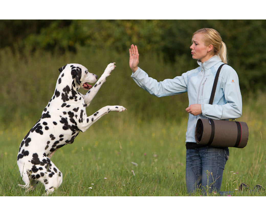 Hundedecke warmup©  blanket