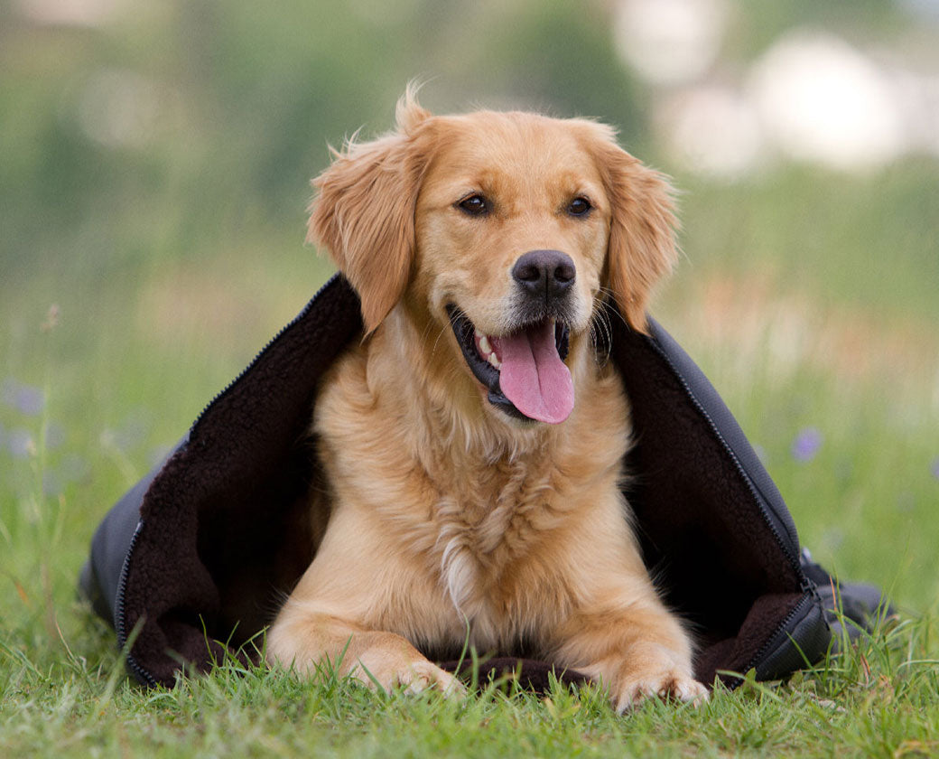 Hundedecke warmup©  blanket