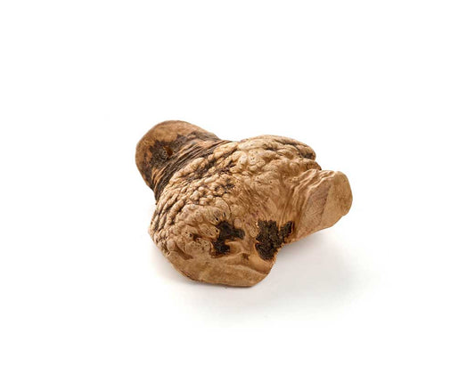 Kauwurzel